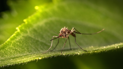 Zanzare e West Nile Virus in provincia di Treviso