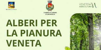 Alberi in pianura_Copertina
