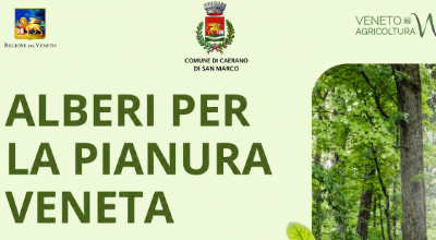 Alberi in pianura_Copertina